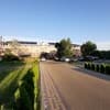 Фараон 8-9/16